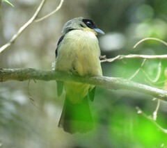 Trichothraupis melanops