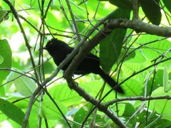 Pyriglena leucoptera