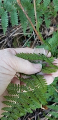 Dryopteris campyloptera