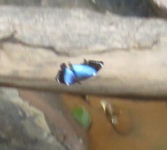 Morpho