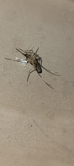 Aedes vexans