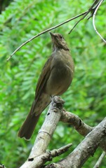 Turdus leucomelas