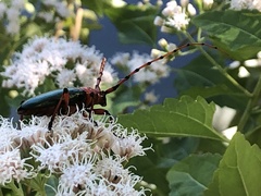 Stenaspis verticalis insignis