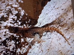 Sceloporus licki