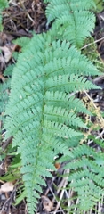 Dryopteris campyloptera