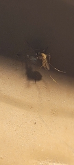 Aedes vexans