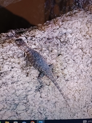 Sceloporus licki