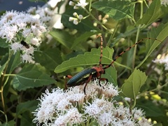 Stenaspis verticalis insignis