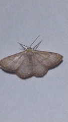 Leptostales pannaria