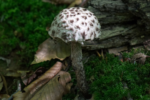 Old-man-of-the-woods