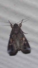 Spodoptera frugiperda