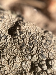 Dimelaena