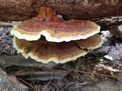 Phaeolus schweinitzii