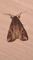 Spodoptera frugiperda