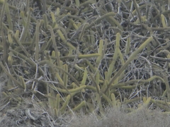 Bergerocactus emoryi