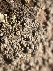 Dimelaena