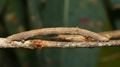 Scioglyptis lyciaria