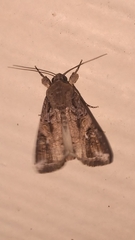 Spodoptera frugiperda