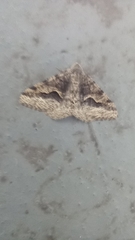 Frederickia s-signata