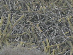 Bergerocactus emoryi