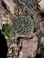 Mammillaria meiacantha