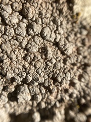 Dimelaena