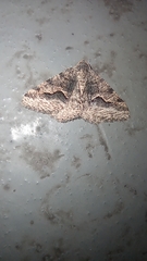 Frederickia s-signata