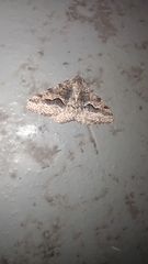 Frederickia s-signata