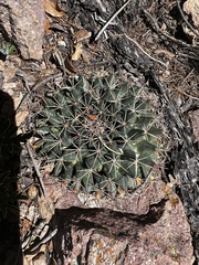 Mammillaria meiacantha