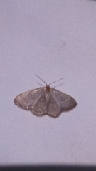 Leptostales pannaria