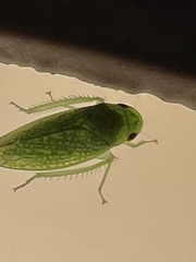 Rugosana querci
