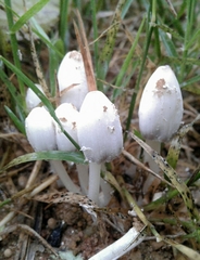 Coprinopsis pseudofriesii
