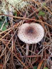 Lepiota flammeotincta