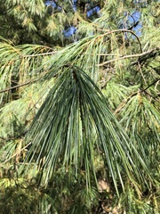 Pinus wallichiana