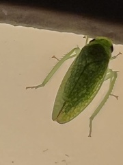 Rugosana querci