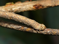 Scioglyptis lyciaria