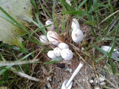 Coprinopsis pseudofriesii