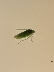 Rugosana querci