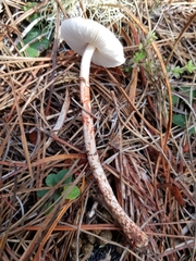 Lepiota flammeotincta