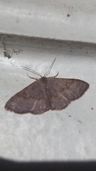 Leptostales pannaria