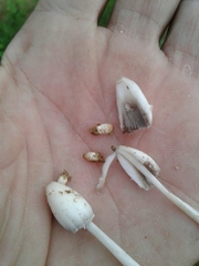 Coprinopsis pseudofriesii