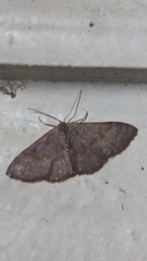 Leptostales pannaria