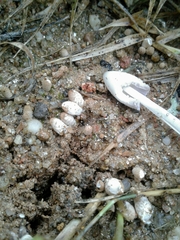 Coprinopsis pseudofriesii