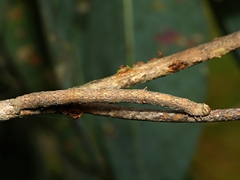 Scioglyptis lyciaria