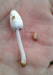 Coprinopsis pseudofriesii