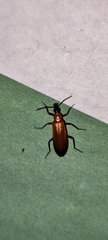 Prionoceridae