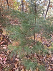 Pinus resinosa