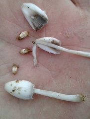 Coprinopsis pseudofriesii