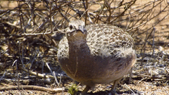 Nothoprocta perdicaria