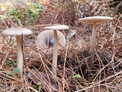 Amanita pachycolea